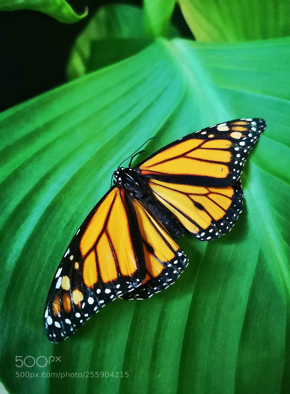 HUAWEI CLT-L29 sample photo. Butterfly photography