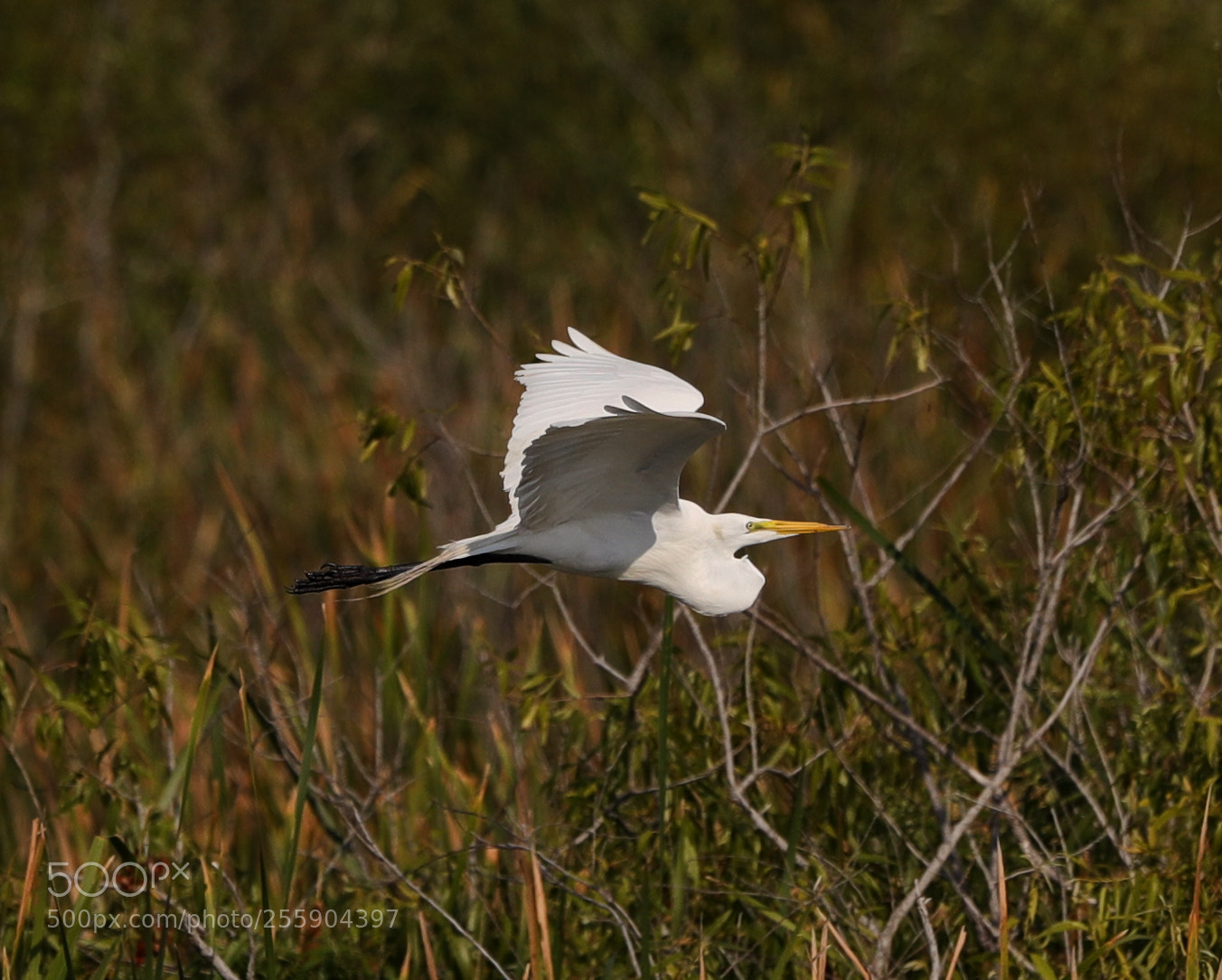 Canon EOS-1D X Mark II sample photo. 04-30-18-0015437.jpg photography