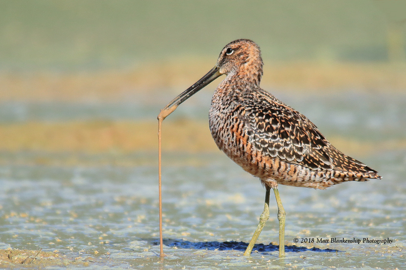Canon EOS 70D + Sigma 150-500mm F5-6.3 DG OS HSM sample photo. Long-billed dowitcher & worm photography