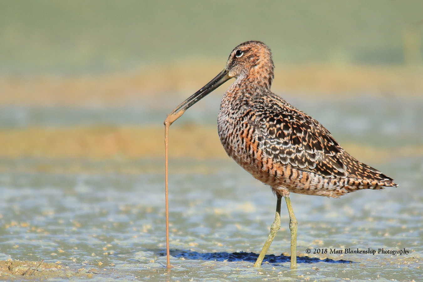Sigma 150-500mm F5-6.3 DG OS HSM sample photo. Long-billed dowitcher & worm photography