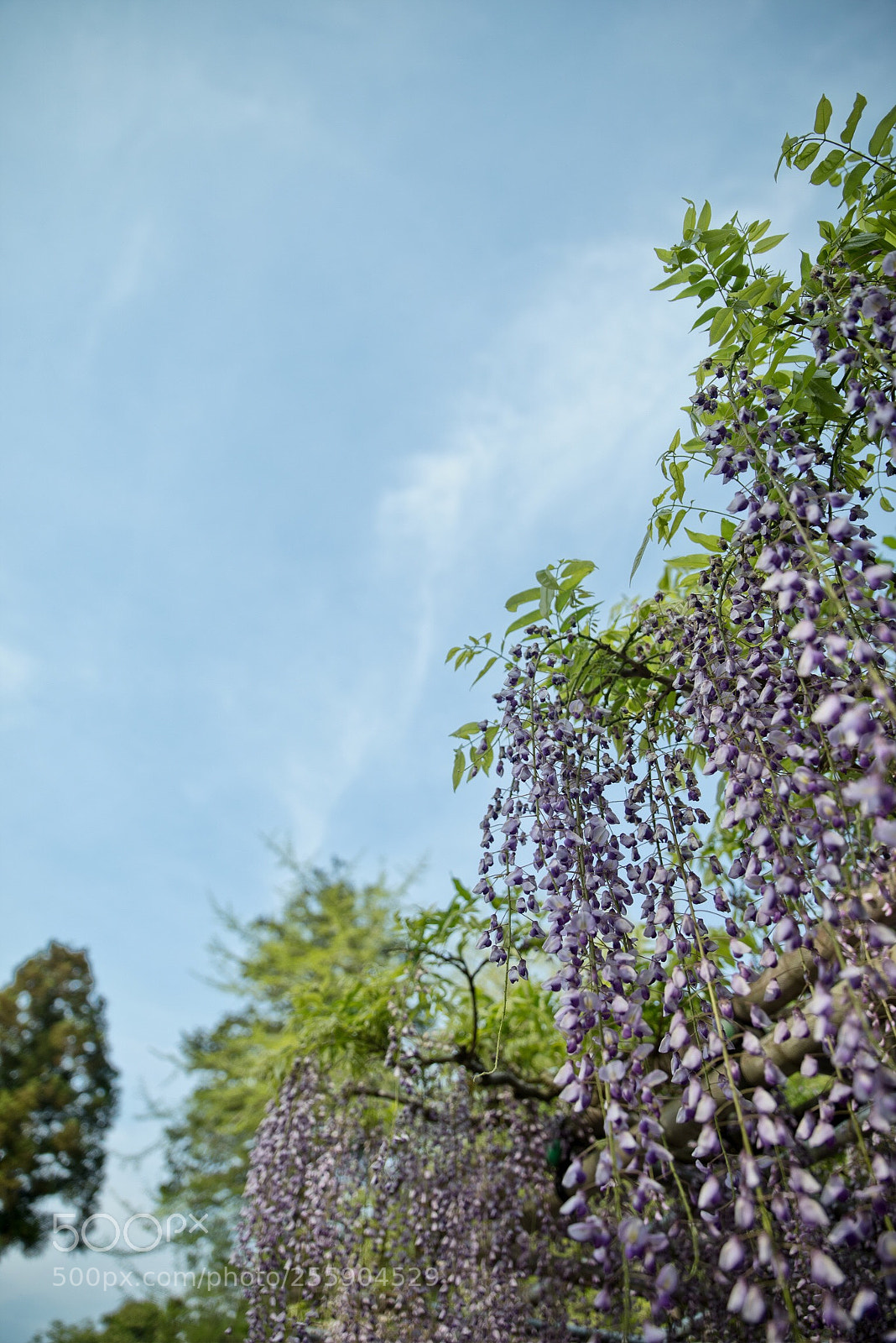 Pentax K-1 sample photo. Japanese wisteria  photography