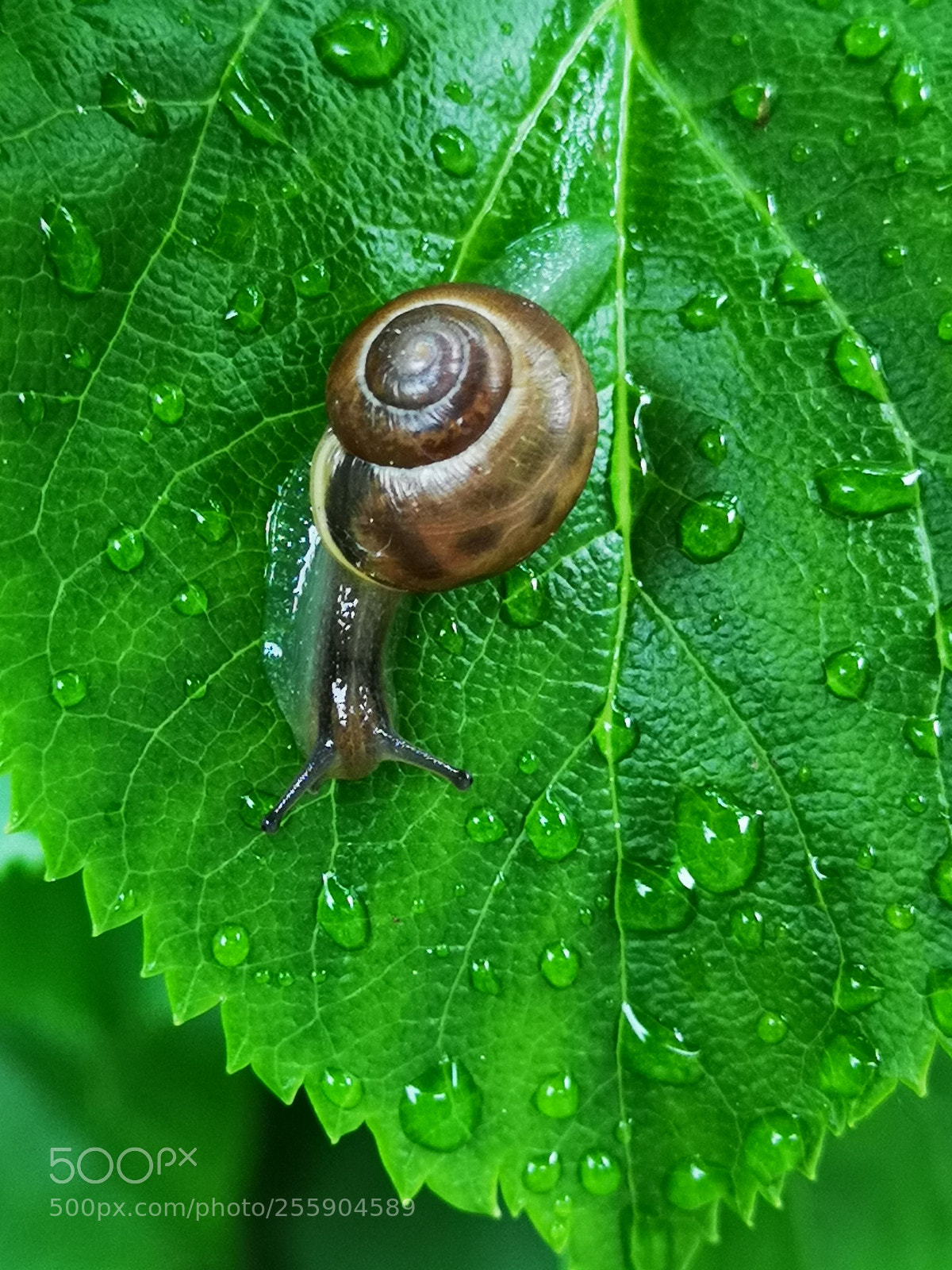HUAWEI CLT-L09 sample photo. Garden snail photography