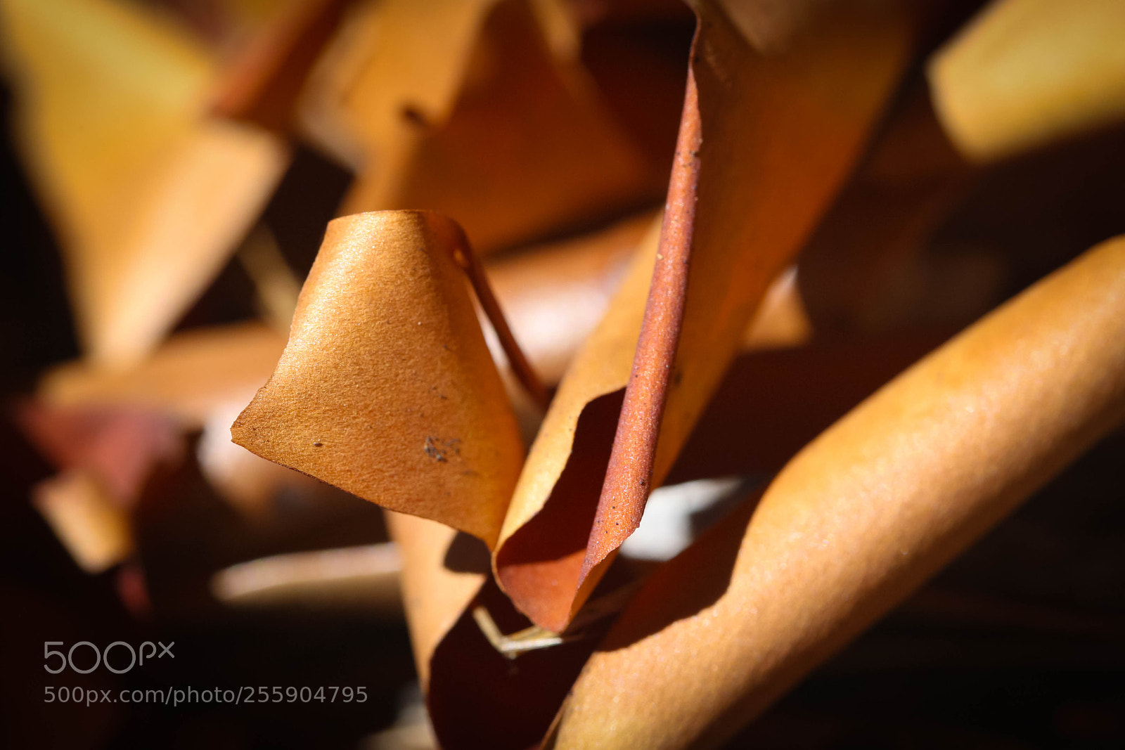 Canon EOS-1Ds Mark III sample photo. Arbutus photography