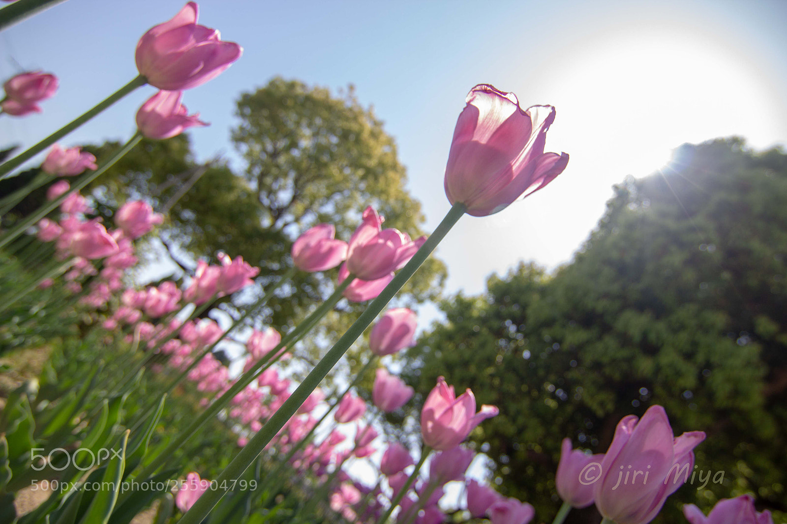 Canon EOS 600D (Rebel EOS T3i / EOS Kiss X5) sample photo. Sunlight photography