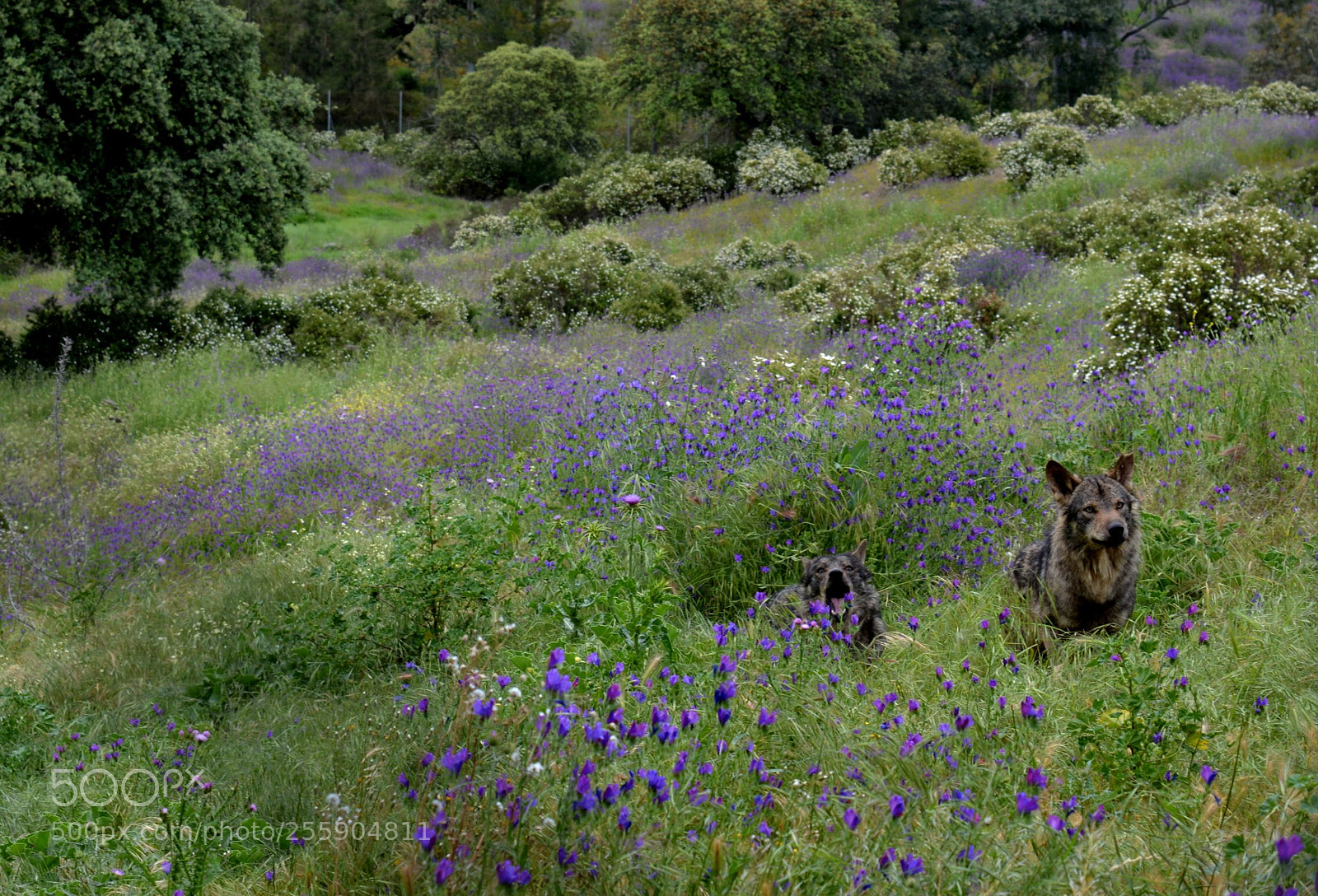 Nikon D5200 sample photo. Lobos entre follaje photography