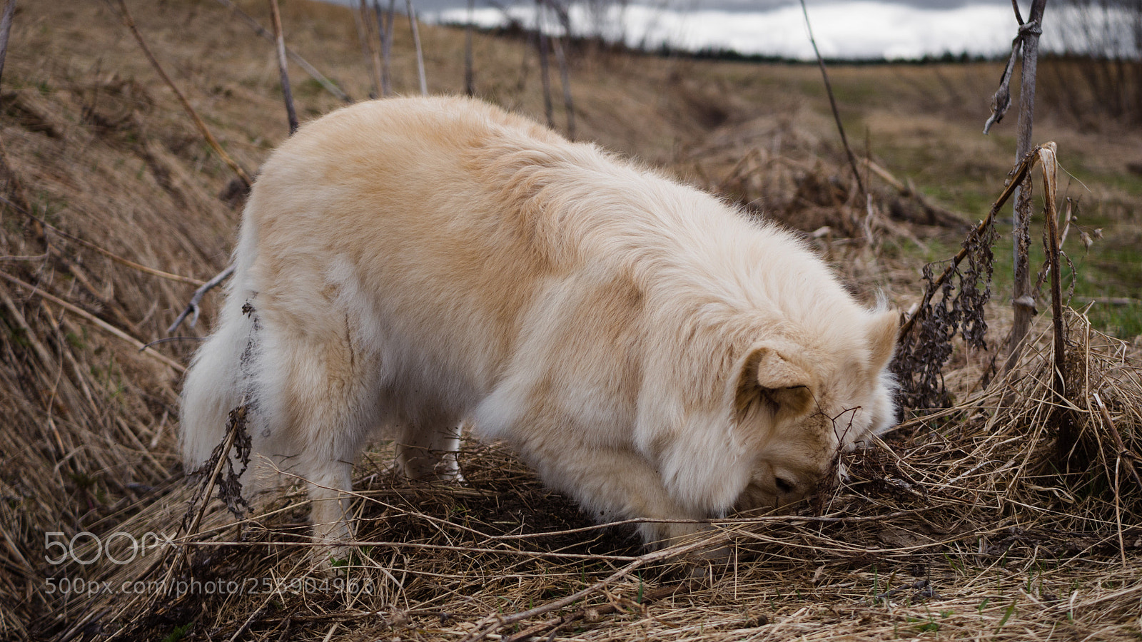 Panasonic Lumix DMC-G7 sample photo. Digs photography