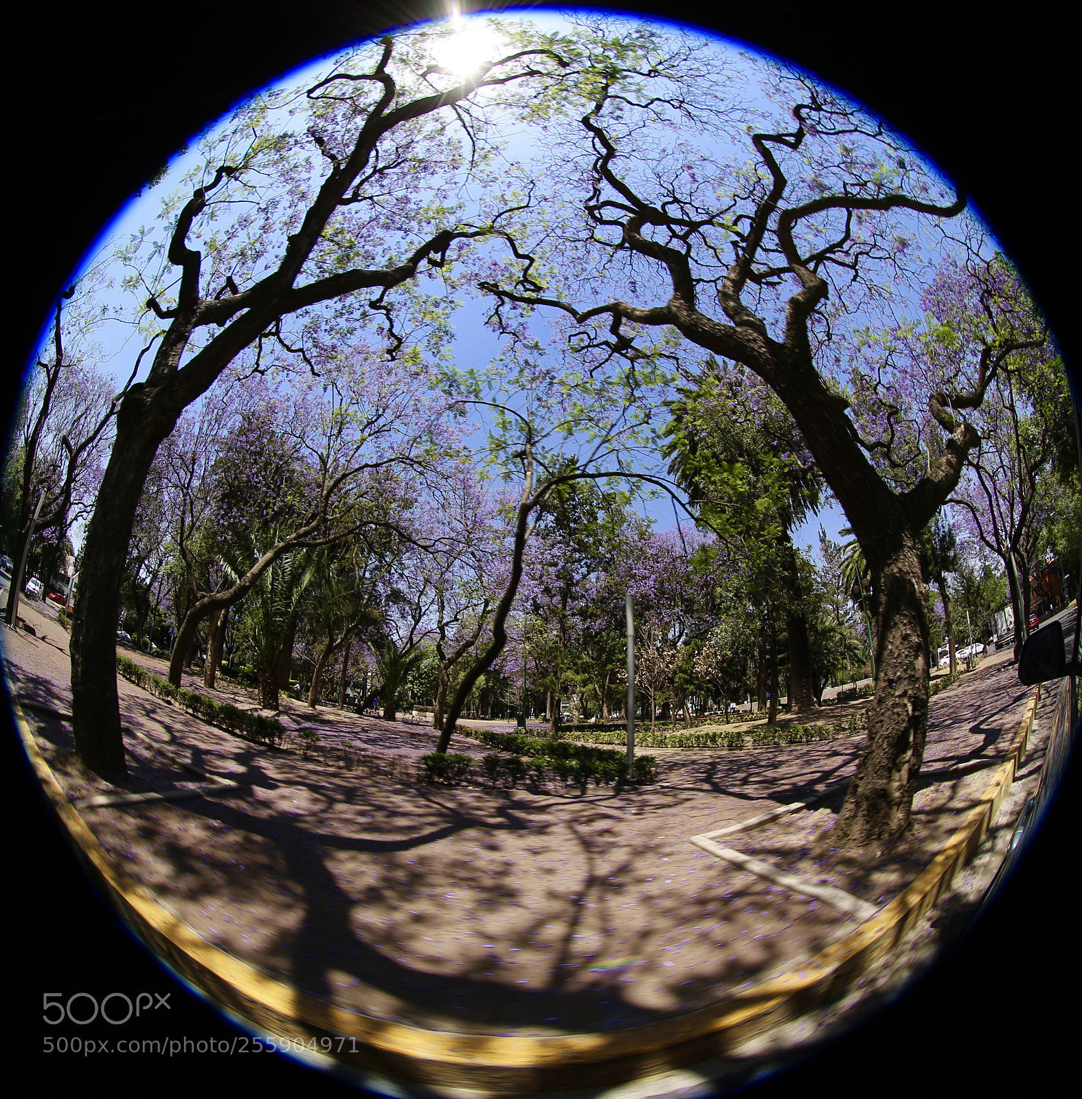 Canon EOS 6D sample photo. Jacarandas, méxico city  photography