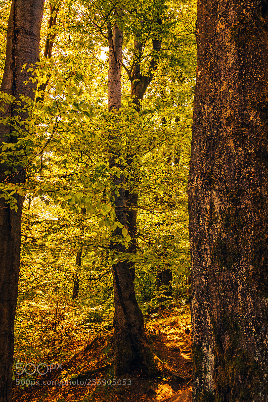 Nikon D5600 sample photo. Slunečné zátiší .... photography