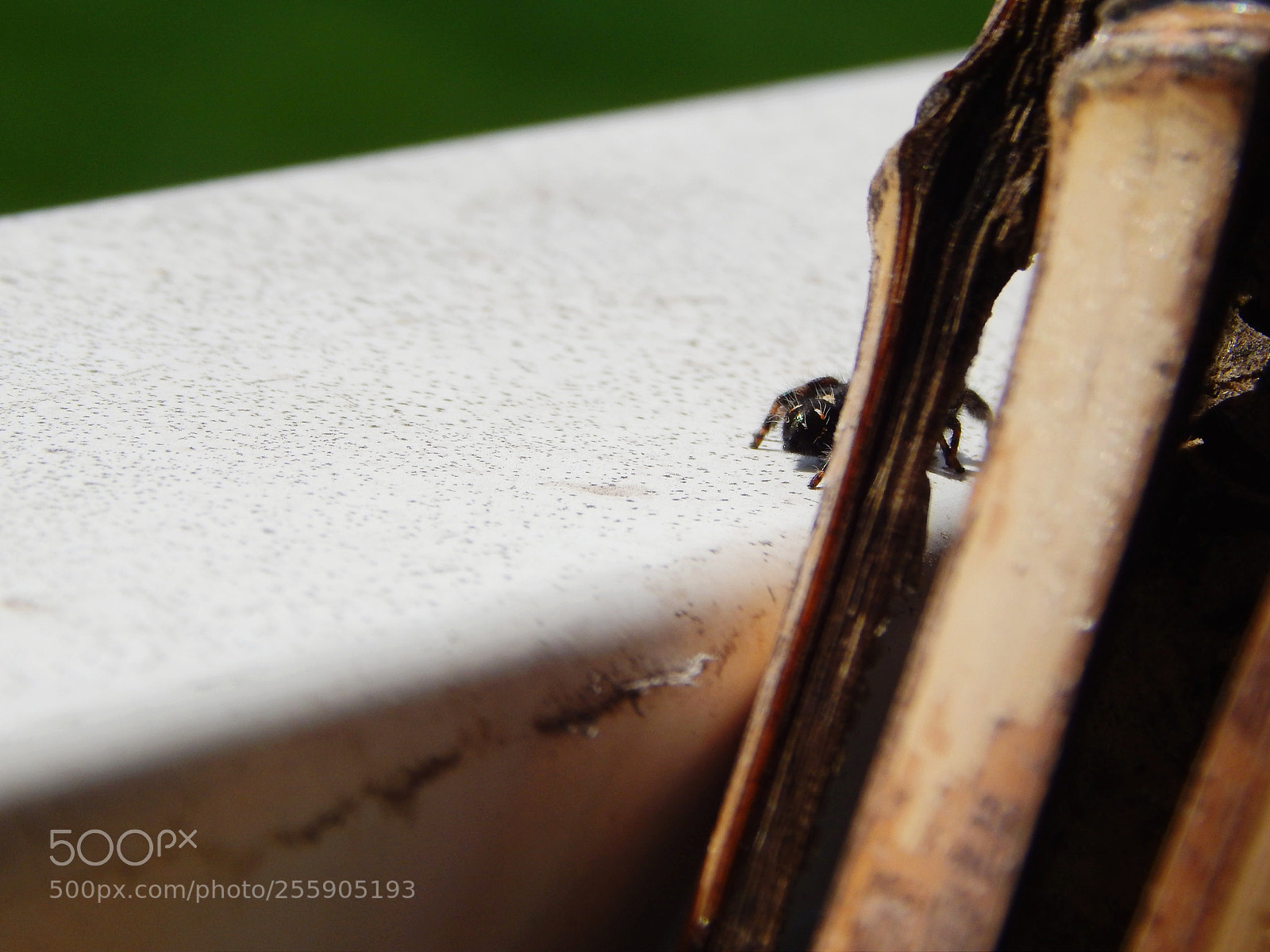 Nikon Coolpix L820 sample photo. Its spider season photography