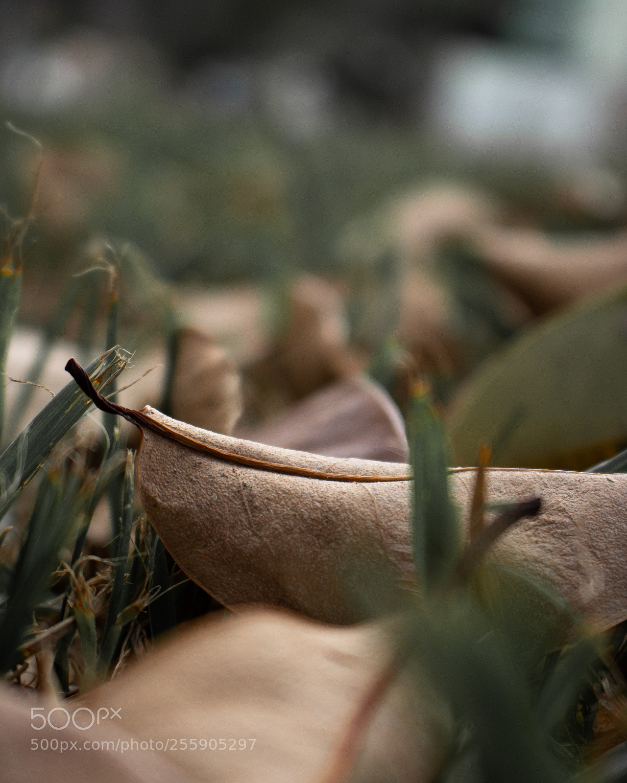 Canon EOS 700D (EOS Rebel T5i / EOS Kiss X7i) sample photo. Autumn leaves photography