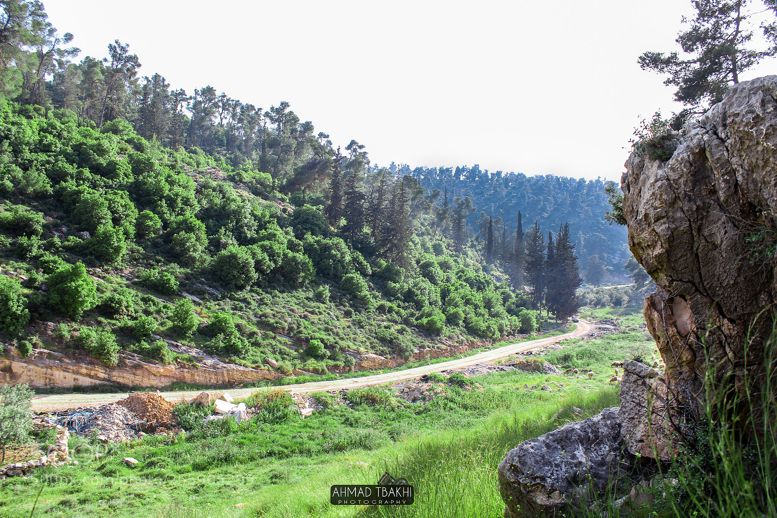 Canon EOS 700D (EOS Rebel T5i / EOS Kiss X7i) sample photo. Nature in palestine photography