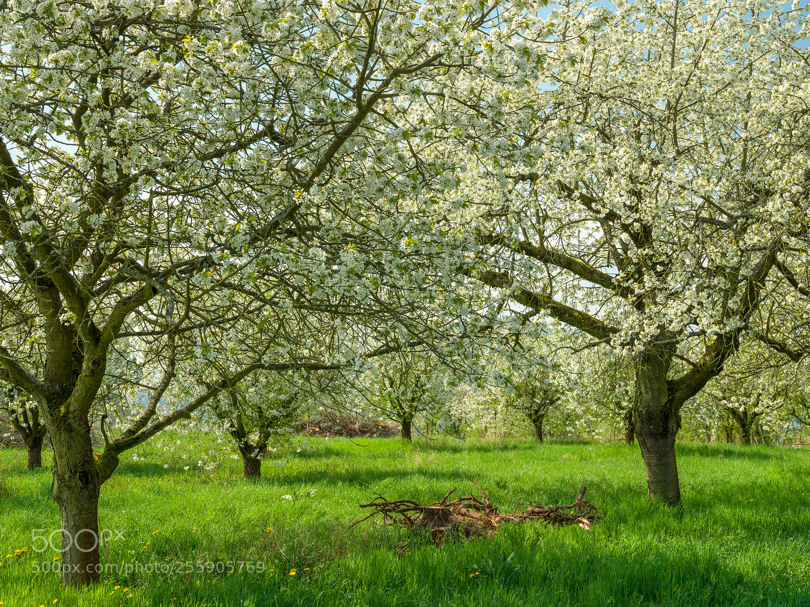 Fujifilm GFX 50S sample photo. Cherry blossom in the photography