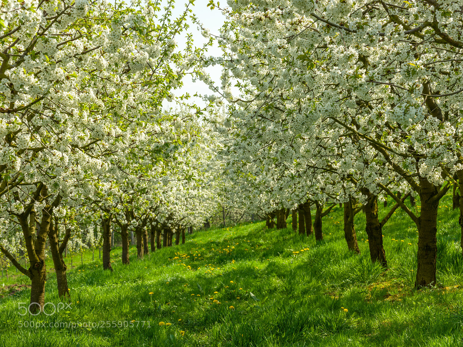 Fujifilm GFX 50S sample photo. Cherry blossom in the photography