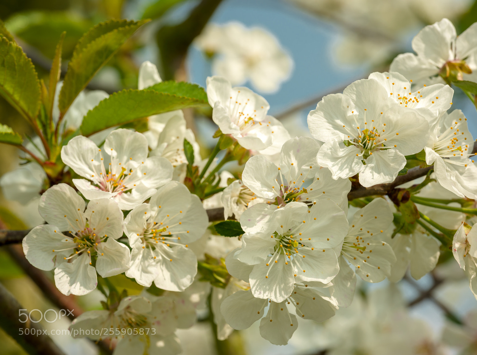 Fujifilm GFX 50S sample photo. Cherry blossom in the photography