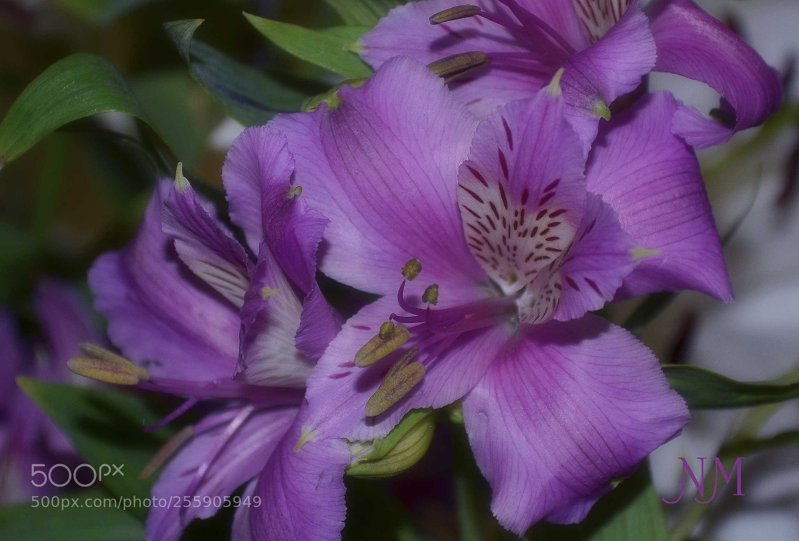 Nikon D5100 sample photo. Alstroemeria photography