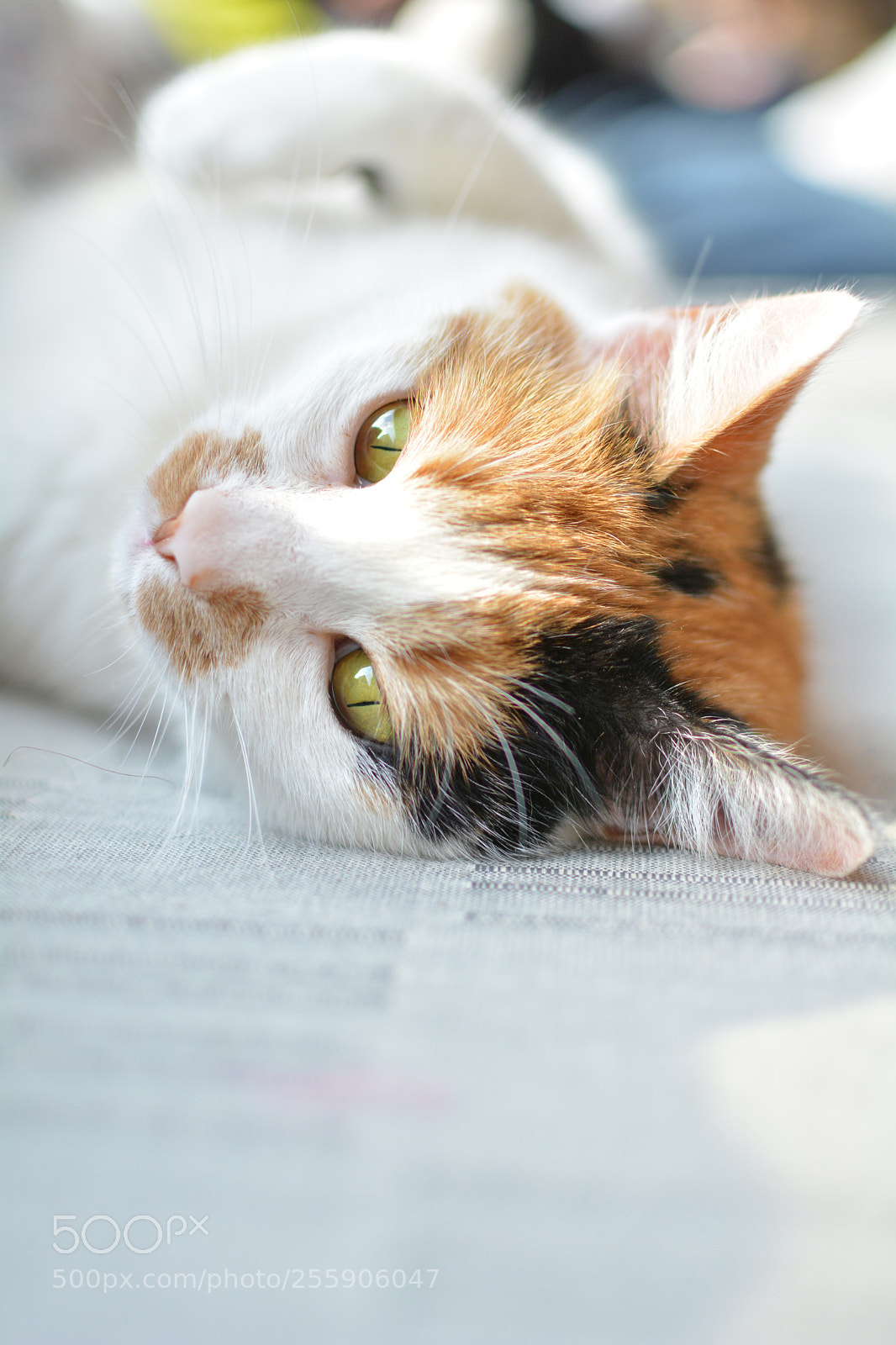 Nikon D7100 sample photo. Pixie2 photography