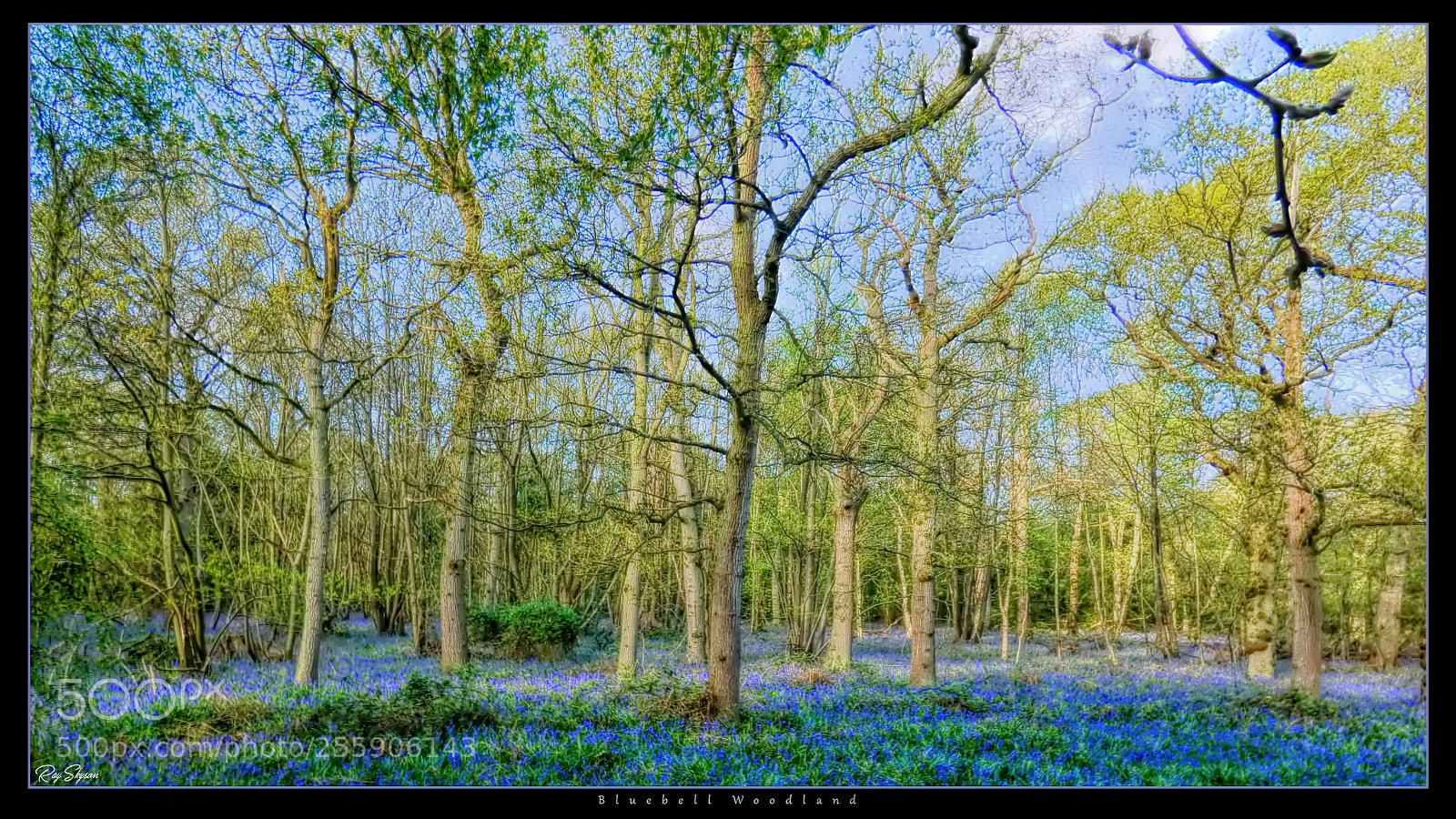 Panasonic Lumix DC-FZ80 (Lumix DC-FZ82) sample photo. Bluebell woodland photography