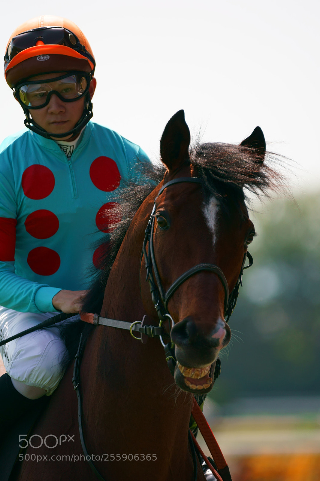 Sony a9 sample photo. Race horse photography