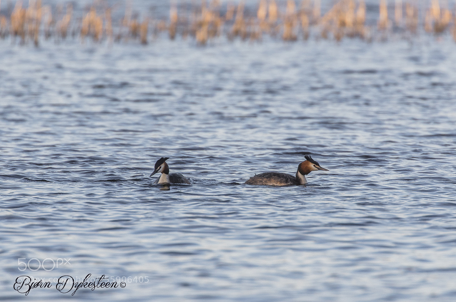 Canon EOS-1D X Mark II sample photo. Great crested grebe photography