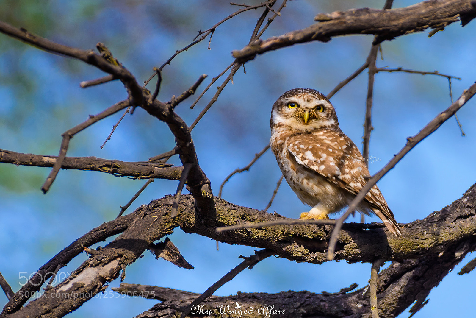 Nikon D610 sample photo. Spotted owlet photography
