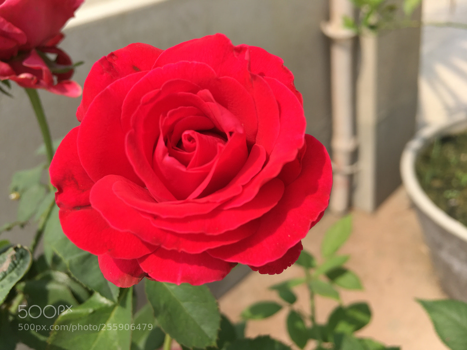 Apple iPhone SE sample photo. Untitled photography