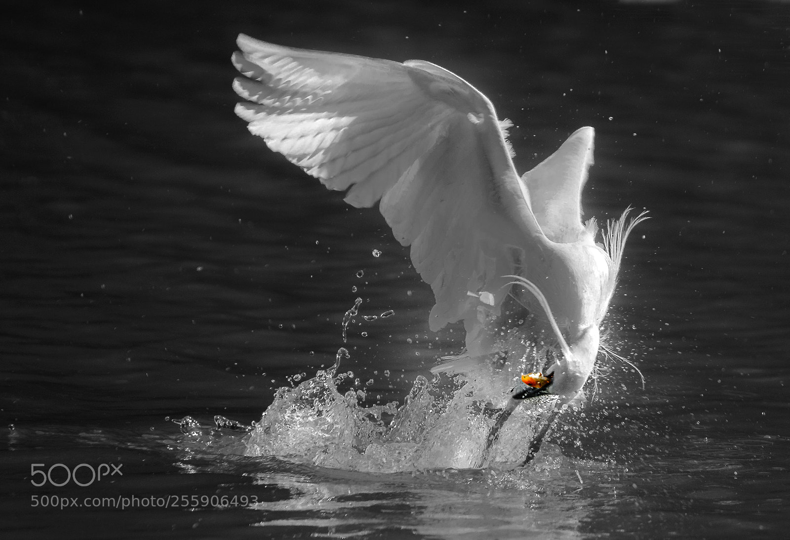 Sony a7 II sample photo. Egret.a photography