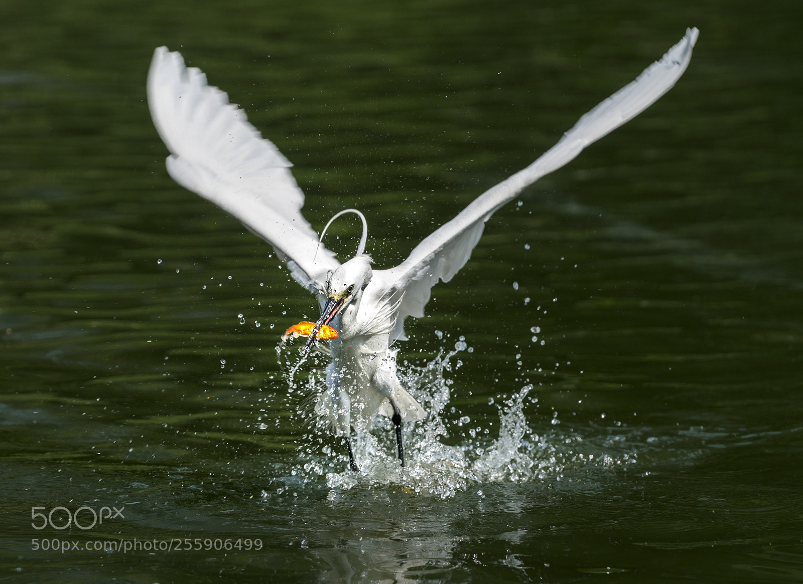 Sony a7 II sample photo. Egret.b photography