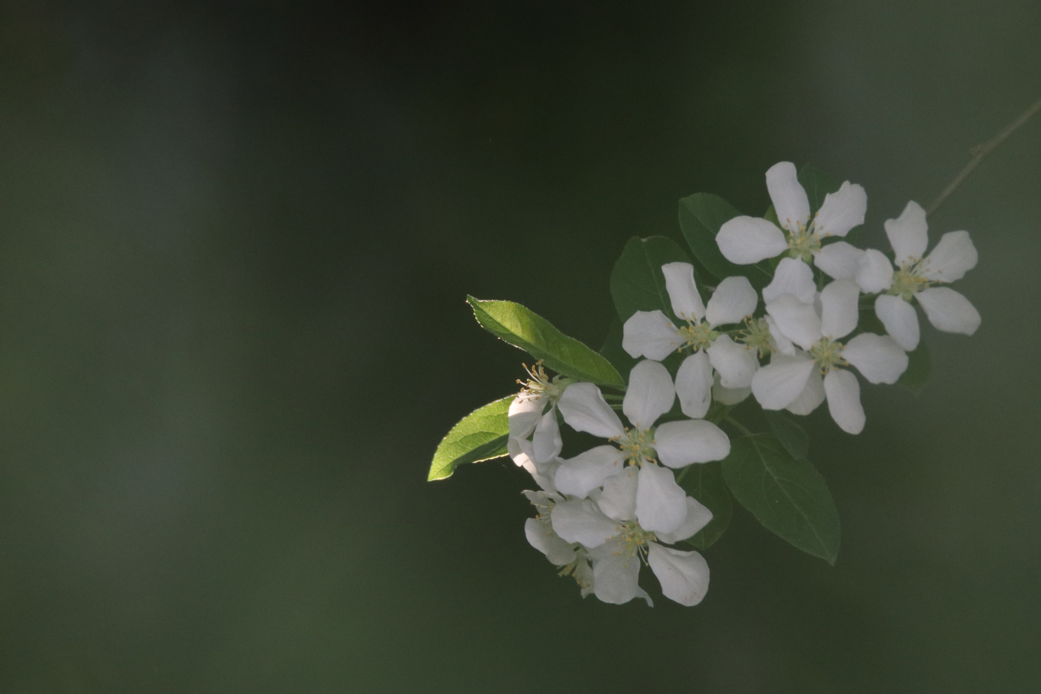Tamron SP 150-600mm F5-6.3 Di VC USD sample photo. 半梦半醒之间between wake and dream photography