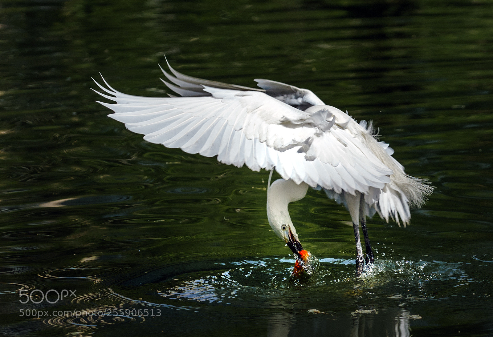 Sony a7 II sample photo. Egret.c photography
