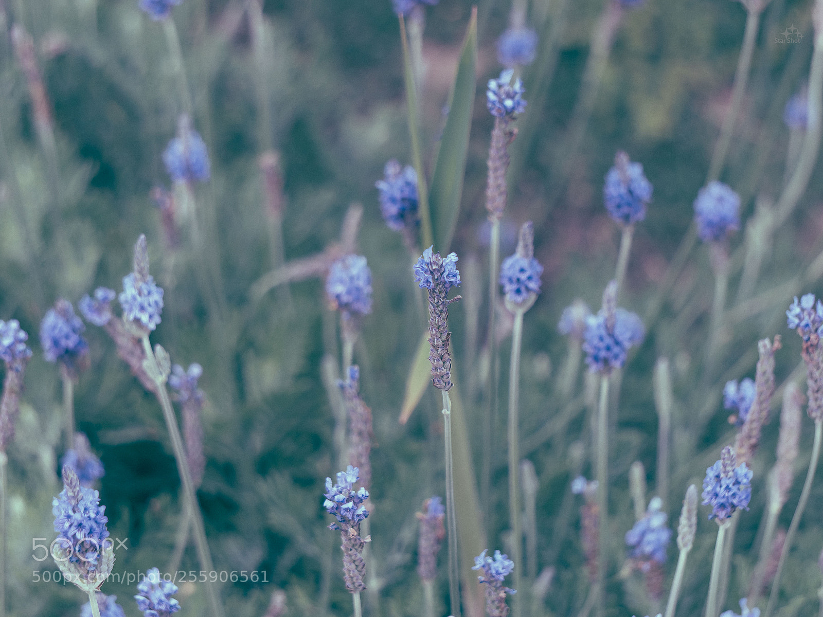 Sony a6000 sample photo. Untitled photography