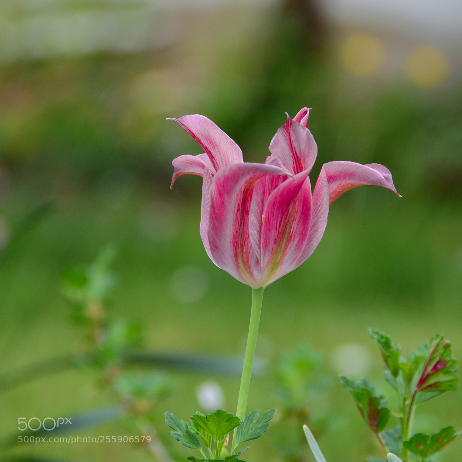 Nikon D5500 sample photo. Tulipe dans le jardin photography