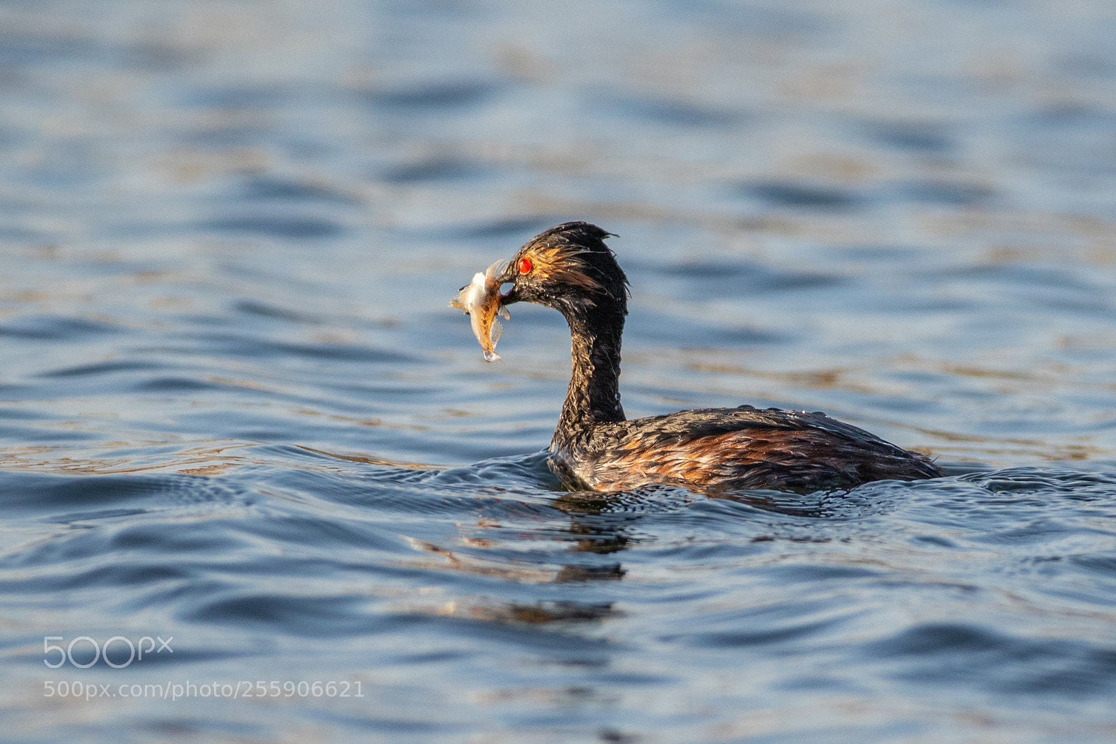 Canon EOS 7D Mark II sample photo. Black-necked grebe - podiceps photography