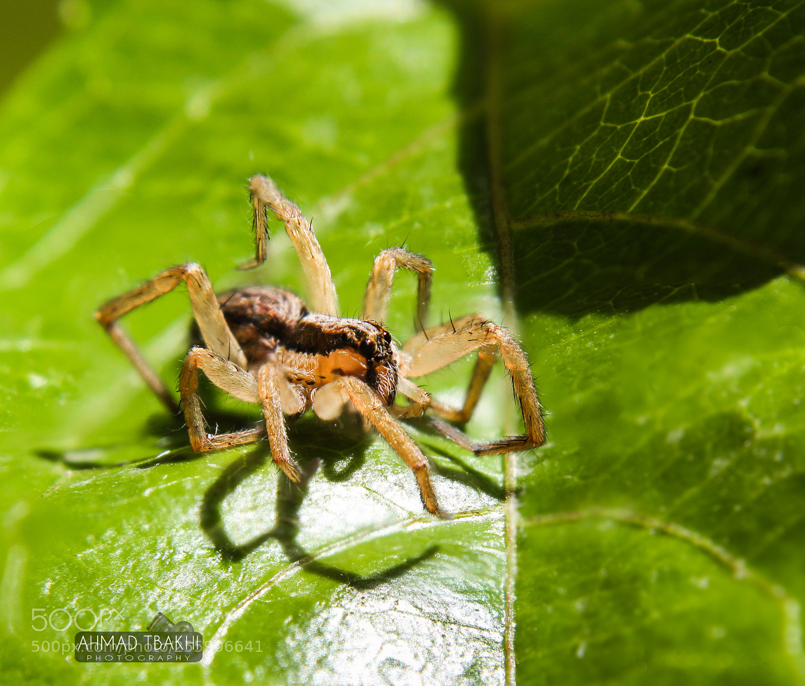 Canon EOS 700D (EOS Rebel T5i / EOS Kiss X7i) sample photo. Little spider photography
