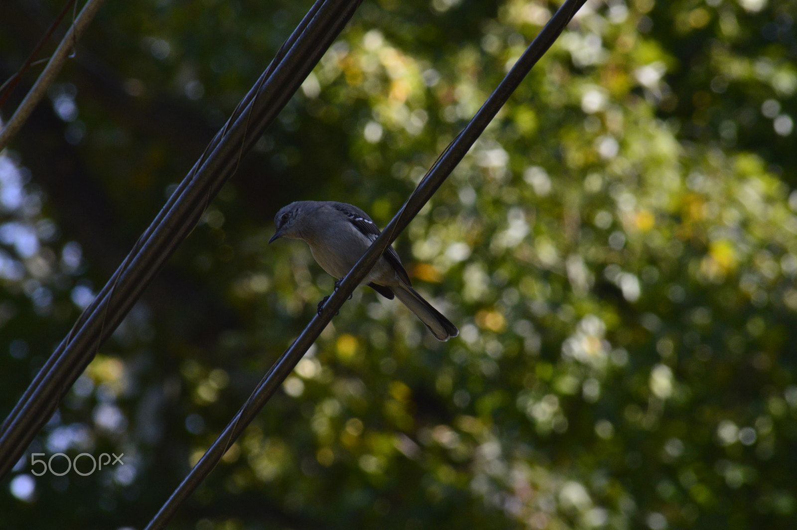 Sigma 70-300mm F4-5.6 APO DG Macro sample photo. Hanging out photography