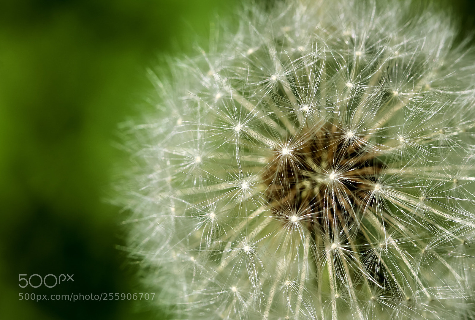 Canon EOS 80D sample photo. Pustepower photography