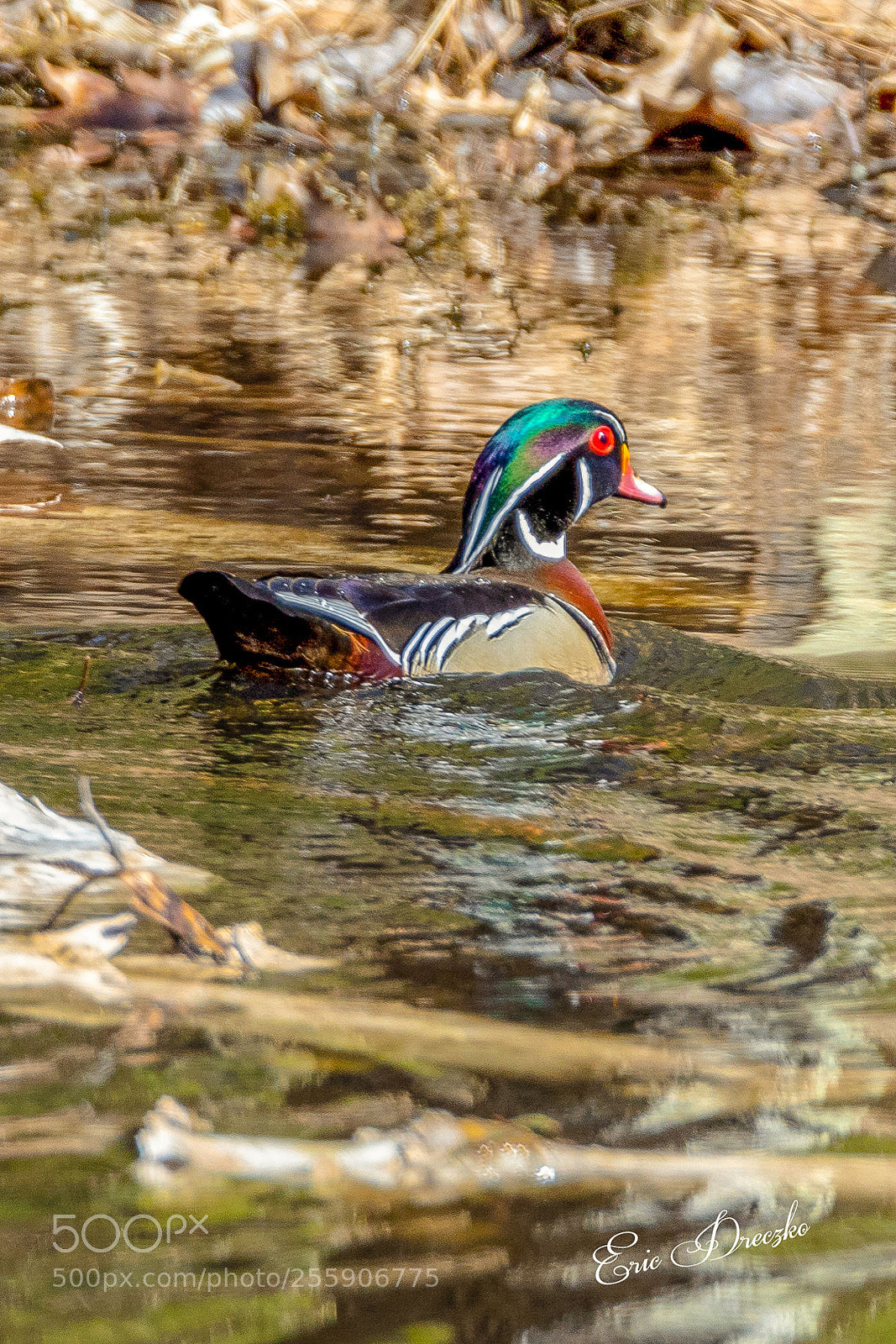 Canon EOS 5D Mark IV sample photo. Male woodduck photography