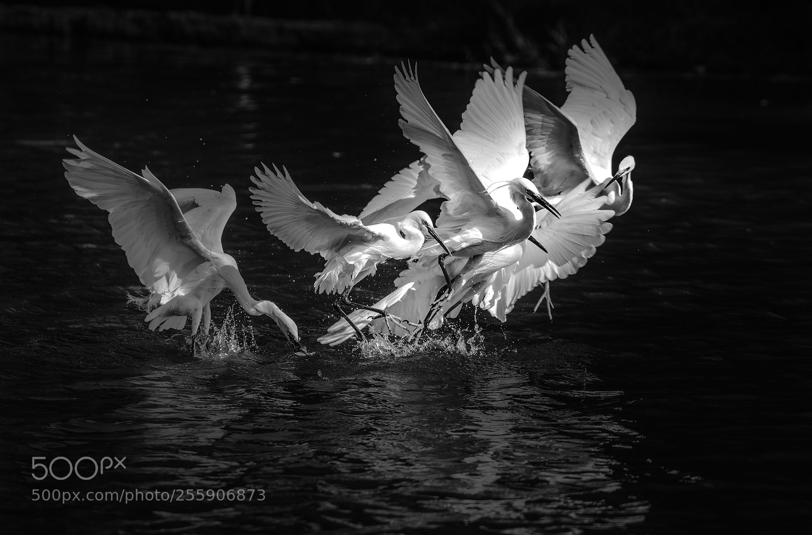 Sony a7 II sample photo. Egret.d photography