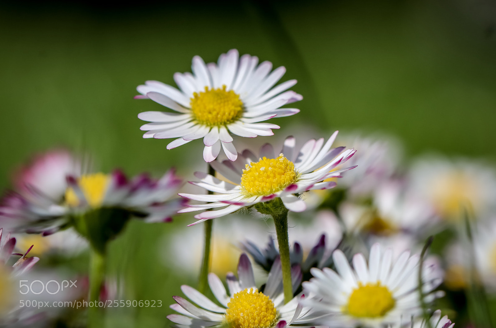 Canon EOS 80D sample photo. Gänseblümchenalarm! photography