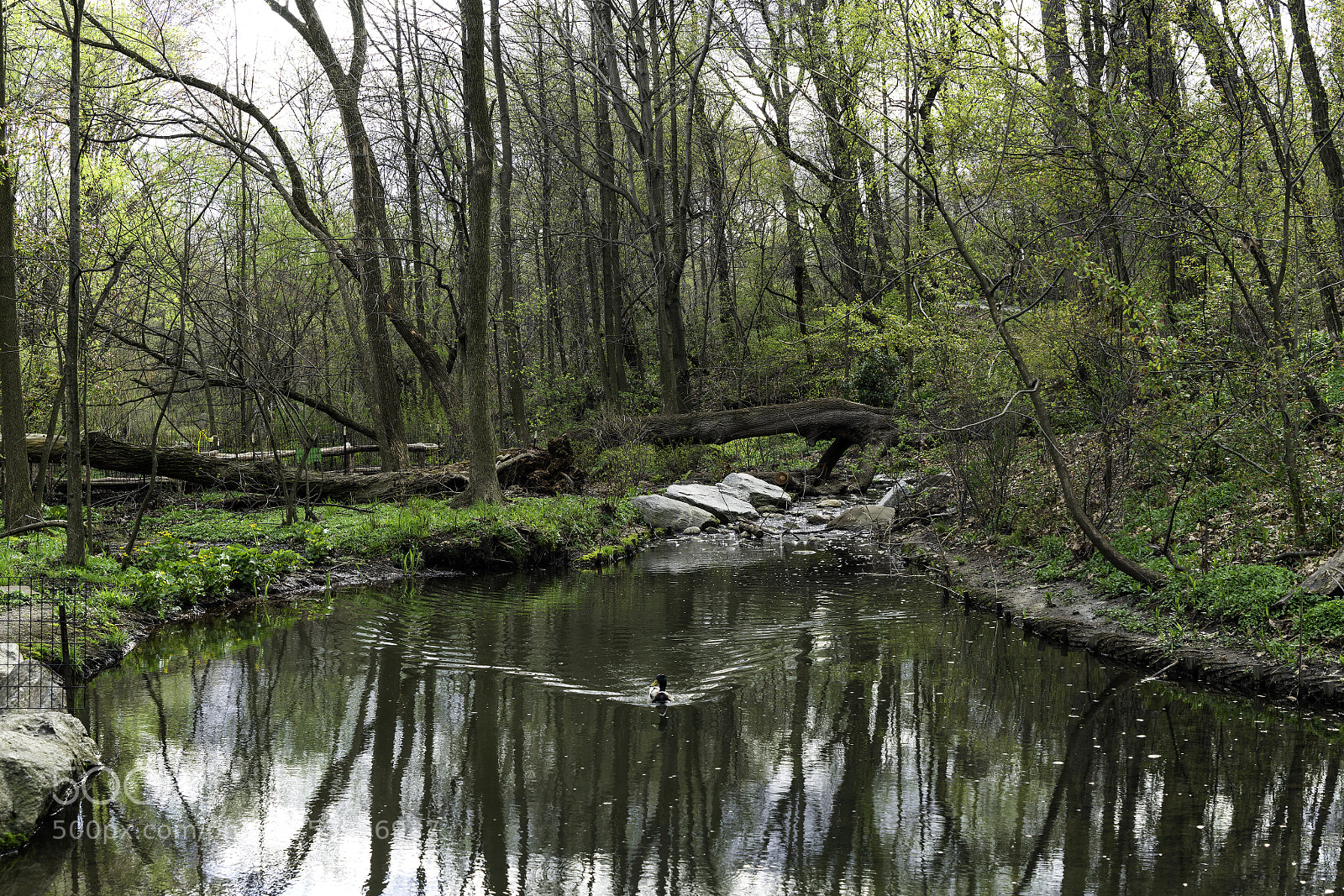 Sony a7R II sample photo. The ravine photography