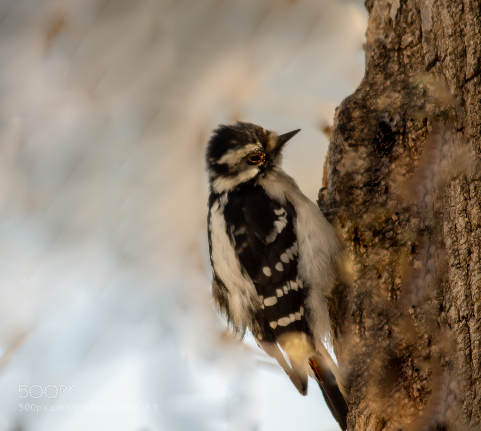 Pentax K-3 II sample photo. Downey woodpecker photography