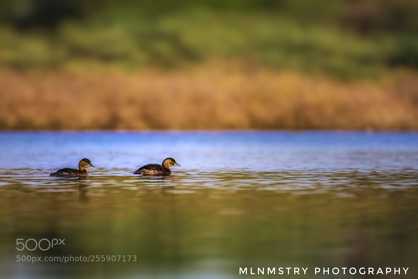 Canon EOS 1200D (EOS Rebel T5 / EOS Kiss X70 / EOS Hi) sample photo. Ducks  at kumbhsagar photography