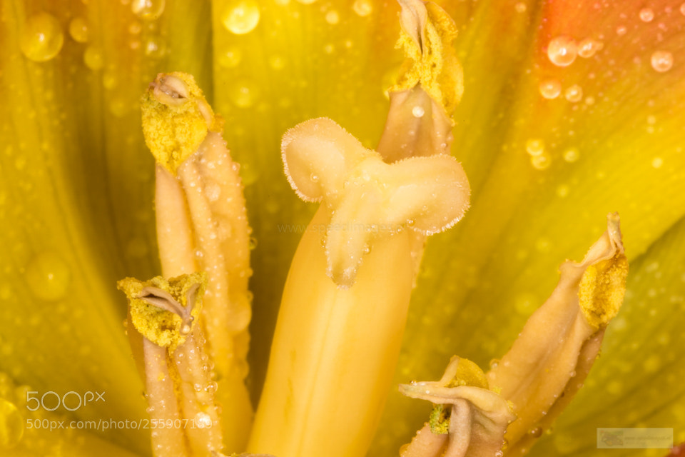 Canon EOS 7D Mark II sample photo. Yellow beetle photography