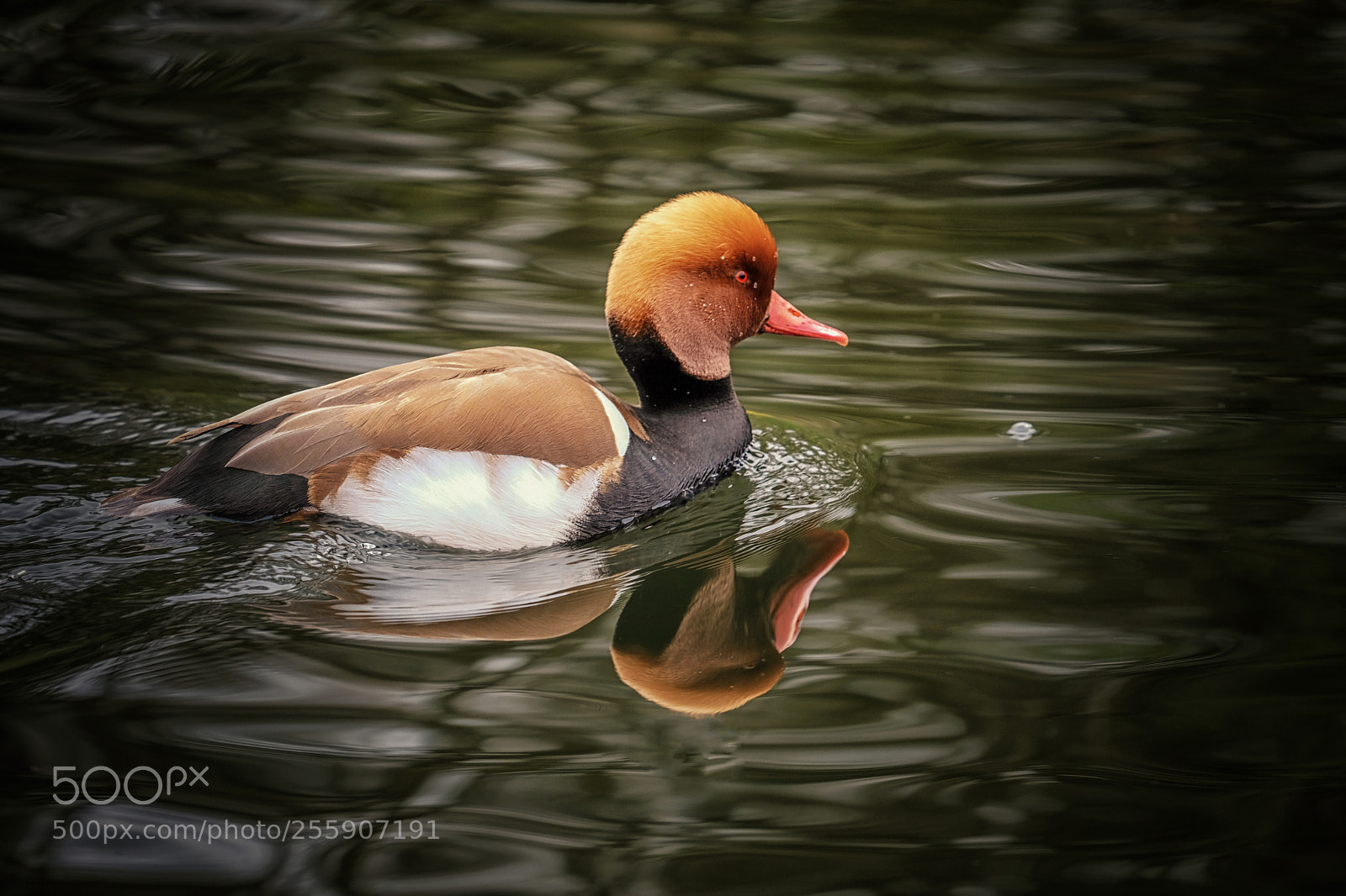 Fujifilm X-T2 sample photo. A different visitor photography