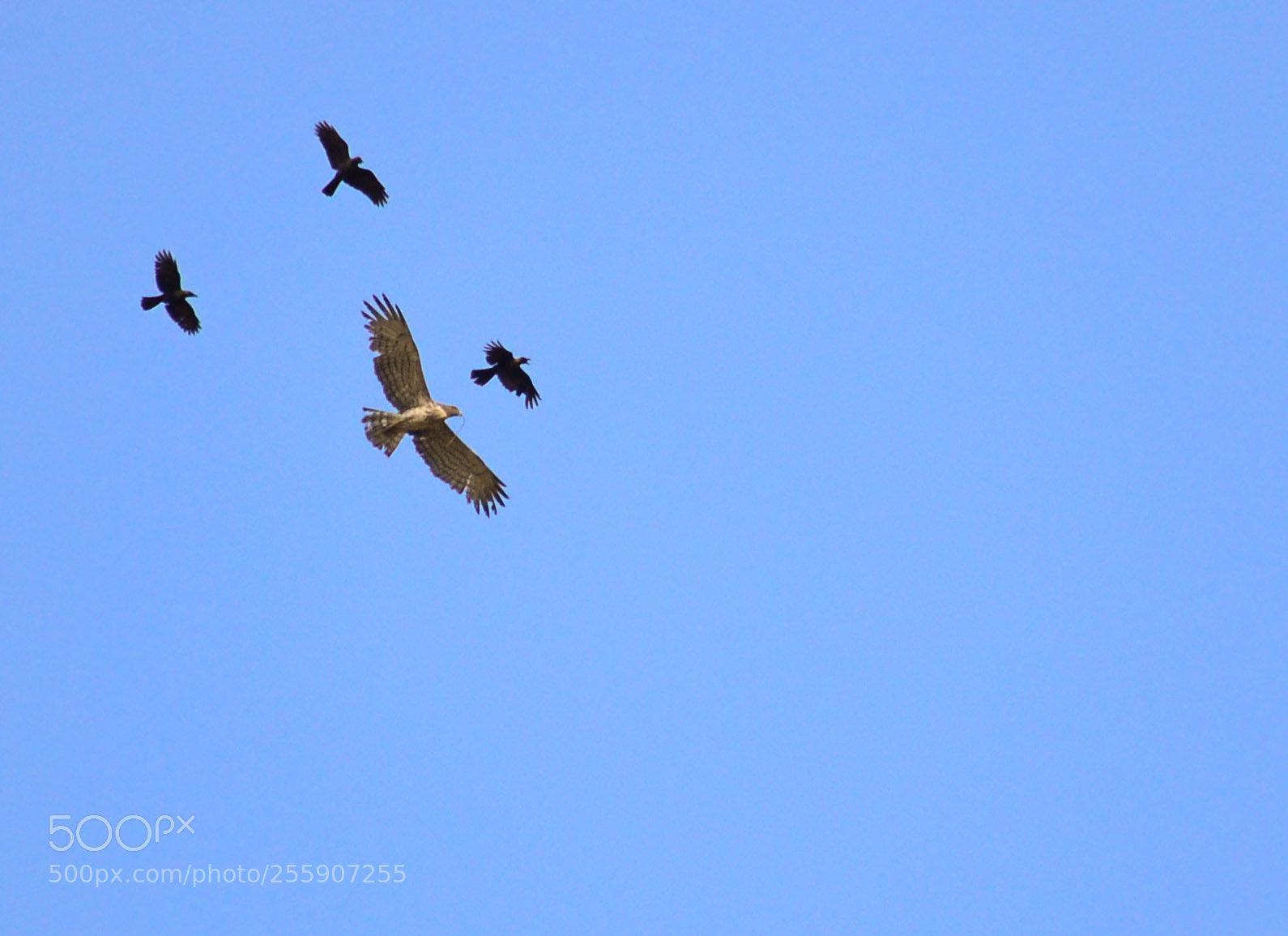 Nikon D3100 sample photo. Flying force photography