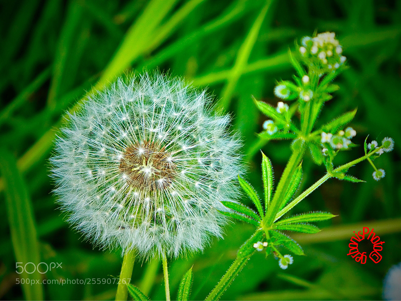 Panasonic Lumix DC-ZS70 (Lumix DC-TZ90) sample photo. Taràssaco (dandelion) photography