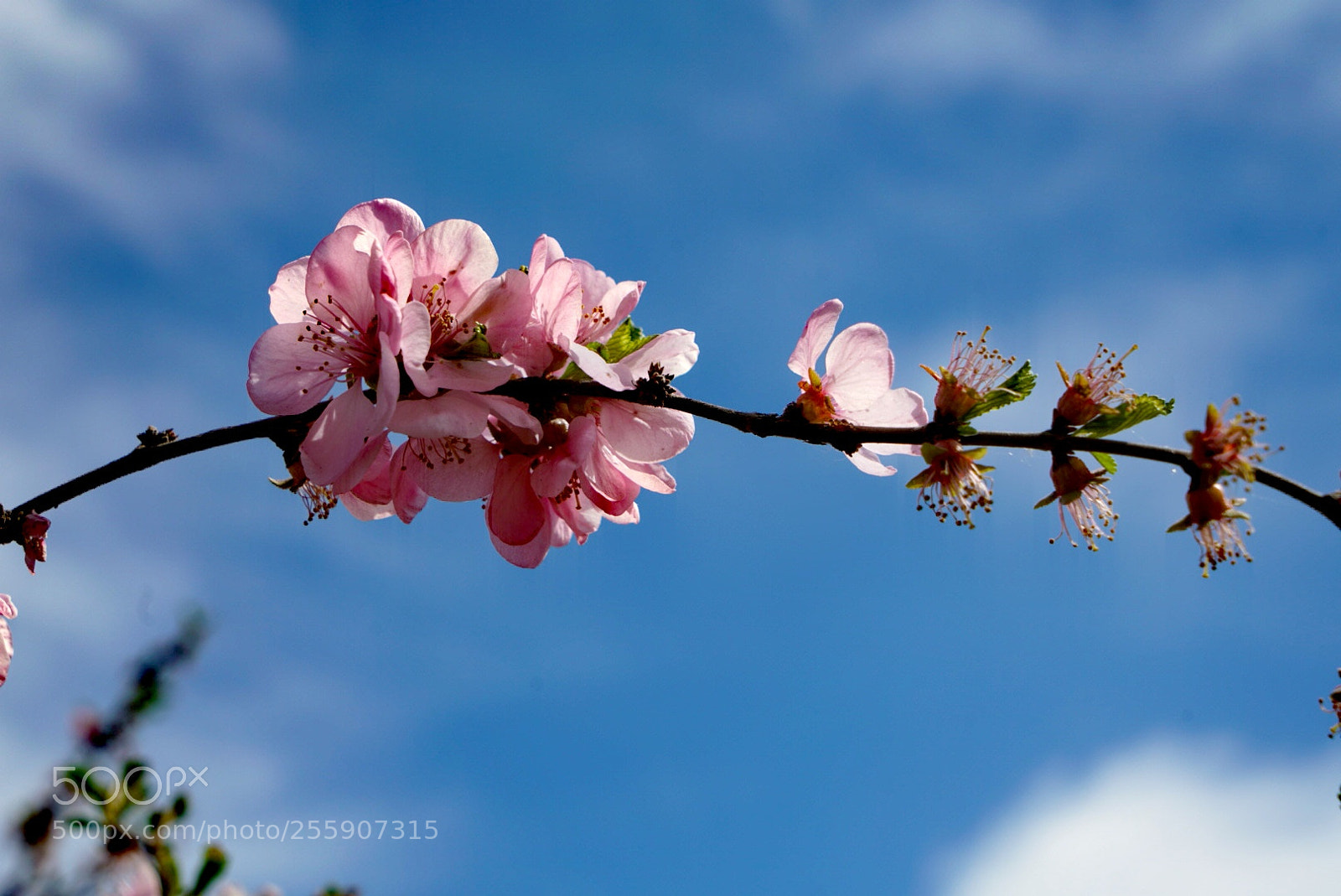 Sony a7R II sample photo. 榆叶梅 photography