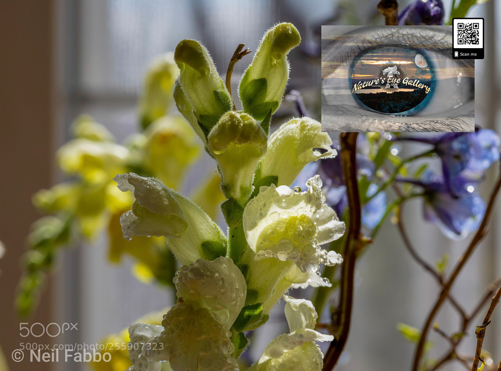 Canon EOS 5D Mark IV sample photo. Dew buds photography