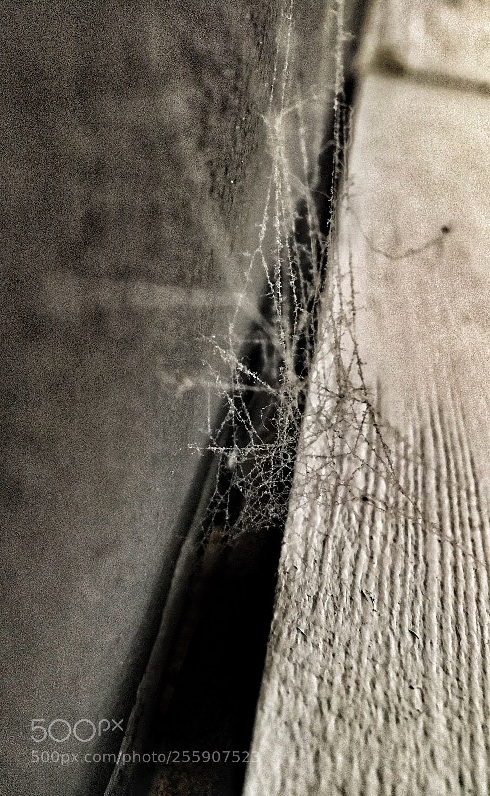 Apple iPhone 6s sample photo. Itsy bitsy spider photography