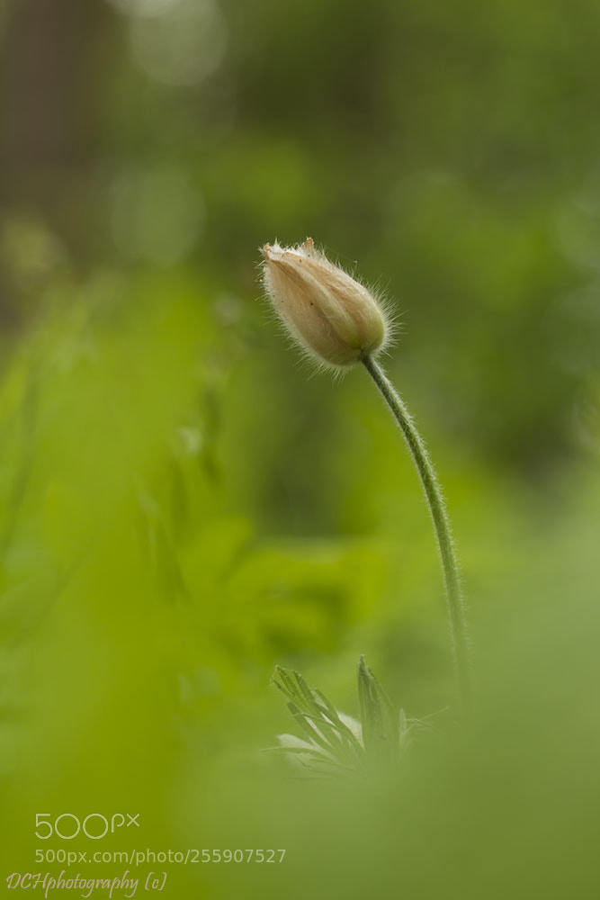 Canon EOS 650D (EOS Rebel T4i / EOS Kiss X6i) sample photo. Pasqueflower photography