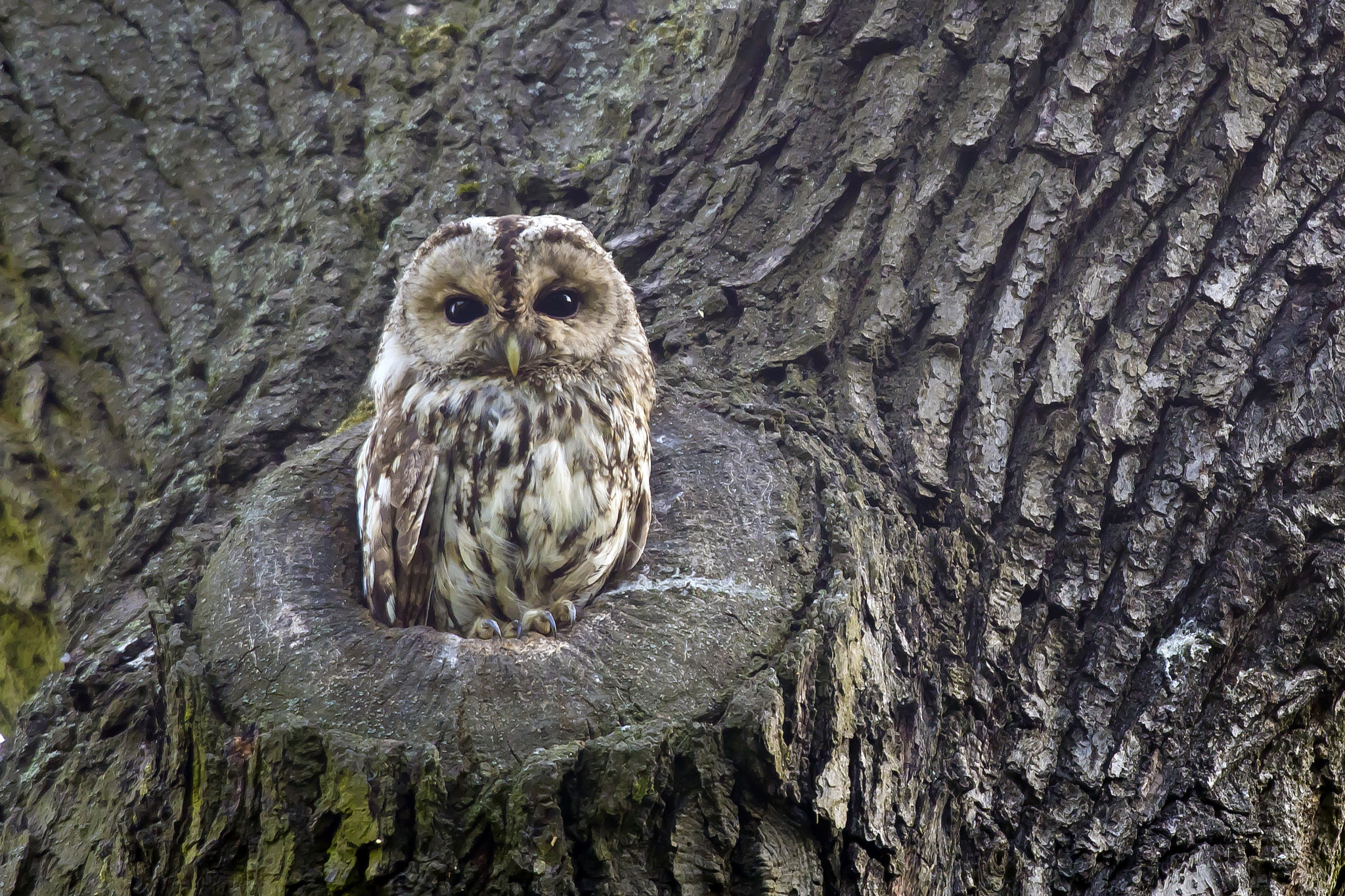 Pentax KP sample photo. Tawny owl photography
